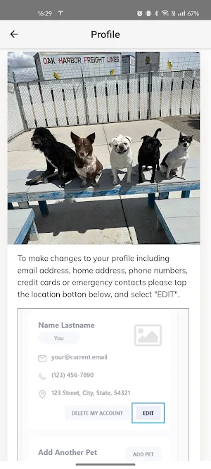 Hemingway's Happy Hounds Screenshot 3
