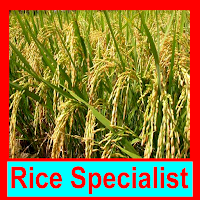 ধান বিশেষজ্ঞ ~ Rice Specialist
