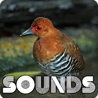 Red Legged Crake Sound