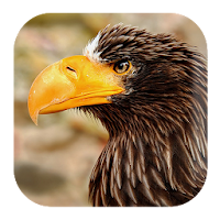 Eagle Sounds