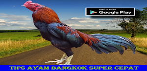 Tips Ayam Bangkok Super Cepat Screenshot 2