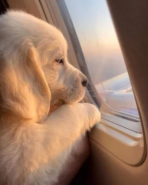 Wallpapers of Cute Dogs Screenshot 0