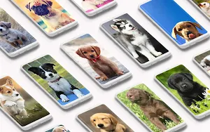 Puppy Wallpaper 🐶 Screenshot 0
