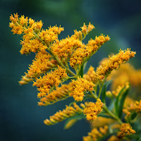 Golden Rod Flower Wallpaper