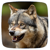 Wolf Sounds