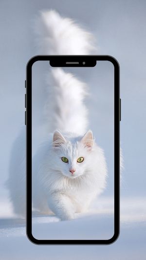 Cat wallpaper 4K,UHD Screenshot 3