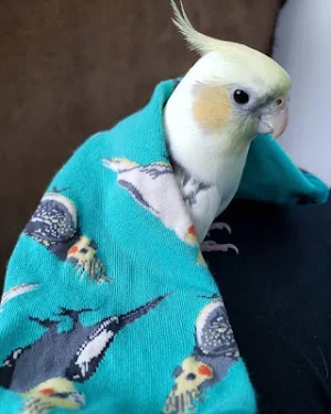 Cockatiel Wallpapers HD Screenshot 1