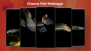 Channa Fish Wallpapers HD Screenshot 0