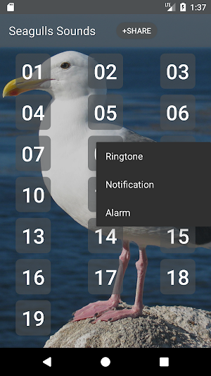 Seagull Sounds Screenshot 1