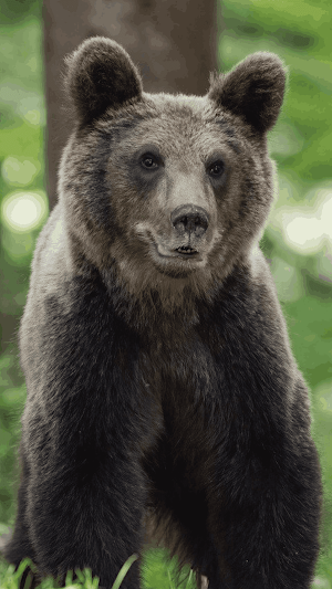 Bears Wallpaper HD Screenshot 2