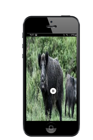 Wild pig Sound Screenshot 2