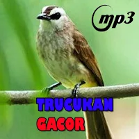 Pancingan Trucukan Gacor