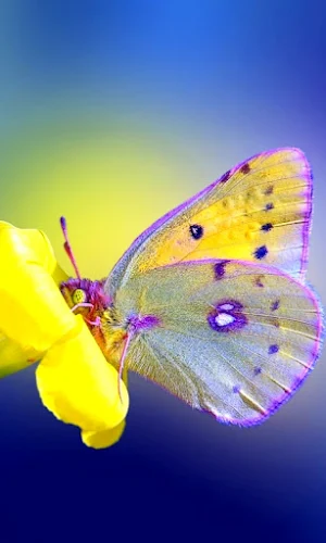 Butterfly Wallpapers Screenshot 0