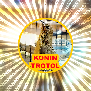 Masteran Juara Konin Trotol Screenshot 1