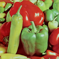 الموسوعة الجنسية