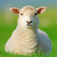 Sheep Sounds