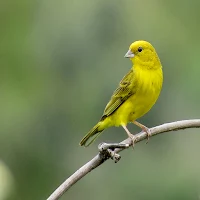 Cantos de pássaros brasileiros