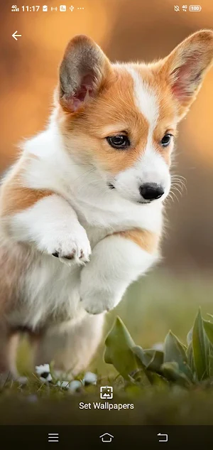 Kubet: Dog Cute Wallpaper HD Screenshot 1