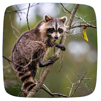 Raccoon Sounds