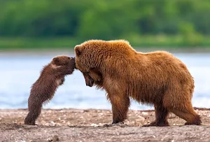 Cute Bear Wallpaper Screenshot 2