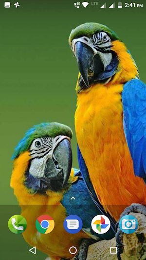 Macaw Wallpaper Screenshot 0