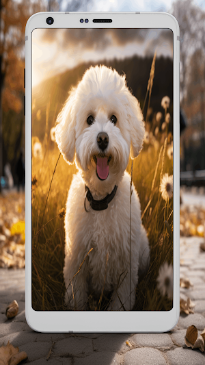 Bichon Frise Wallpapers Screenshot 0