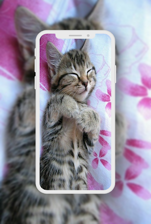 Cute Cat Wallpaper Screenshot 3