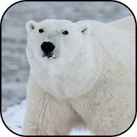 Polar bear wallpapers