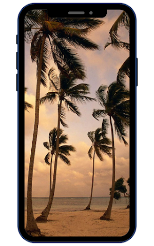 Palm Tree Wallpapers Screenshot 1