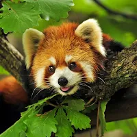 Red Panda Wallpapers