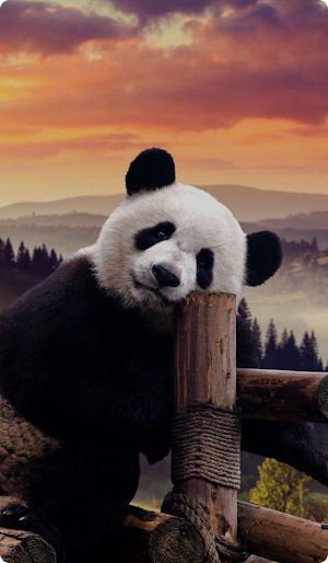 Panda Wallpaper HD Screenshot 2