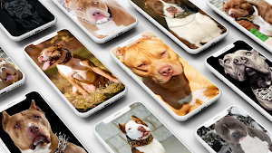 Pitbull Wallpaper Screenshot 0