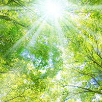 Treetop Sunlight Theme +HOME