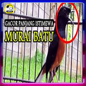 Pemikat Murai Batu Medan Isian Screenshot 2