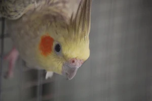 Cockatiel bird Wallpapers Screenshot 0