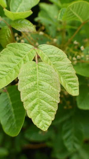 Plant Identification Wallpaper Screenshot 1