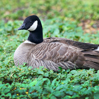 Goose Sounds & Hunting calls