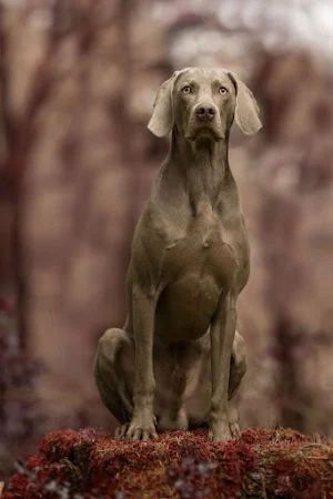 Weimaraner Dog Wallpapers Screenshot 1