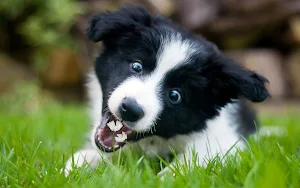 Border Collie Dog Wallpapers Screenshot 1