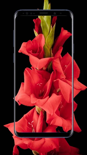 Gladiolus Flower Wallpapers Screenshot 2