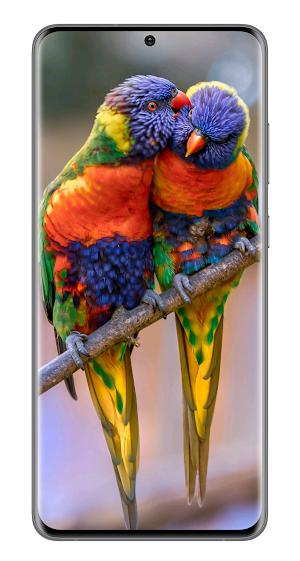 Wallpapers and Backgrounds Screenshot 1