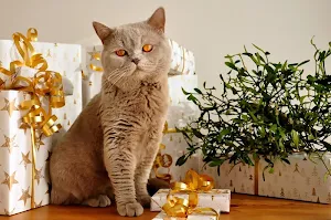 Animals christmas wallpapers Screenshot 3