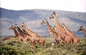 Africa wallpapers Screenshot 3