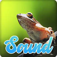 Thai Frog Sounds Effect