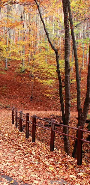 Autumn Wallpapers Screenshot 3