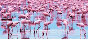 Flamingo Bird Wallpapers Screenshot 1