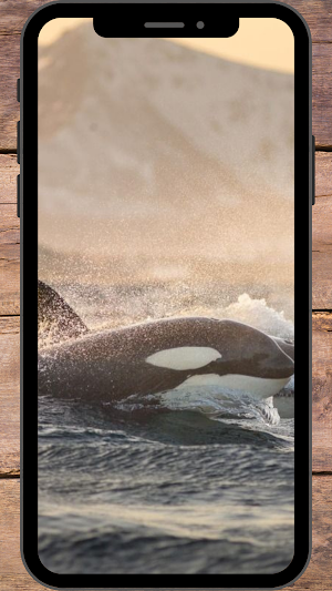 Paus Orca Wallpaper Screenshot 1