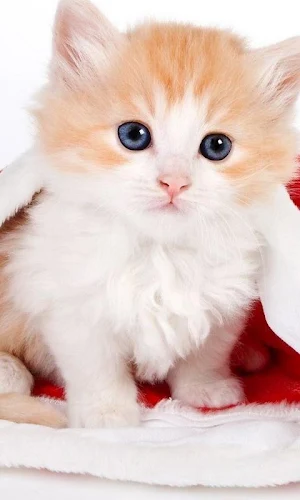 Orange Kitten HD Themes Wallpa Screenshot 1