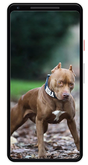 Pitbull Wallpapers Screenshot 1