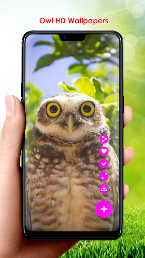 Owl HD Wallpapers Screenshot 1